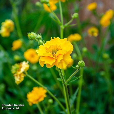 Perfect Perennial Collection