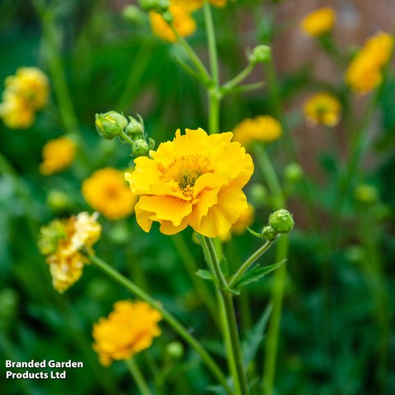 Geum 'Lady Stratheden'