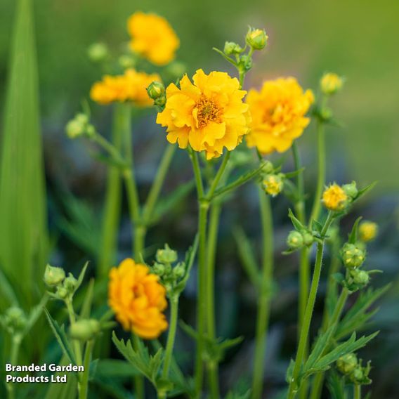 Geum 'Lady Stratheden'