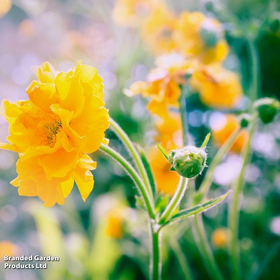 Geum 'Lady Stratheden'