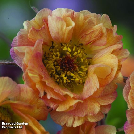 Geum 'Mai Tai'