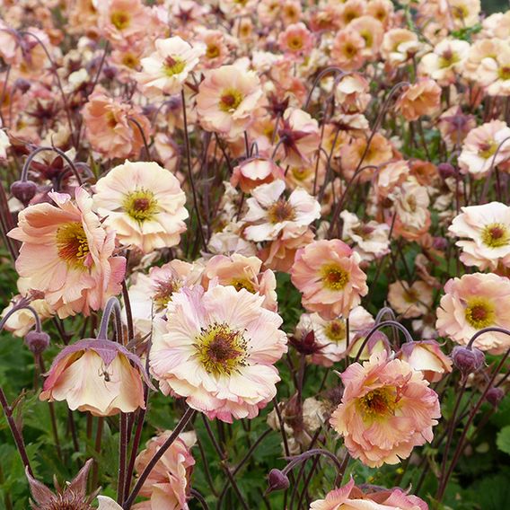 Geum 'Mai Tai'