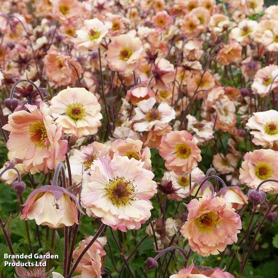 Geum 'Mai Tai'
