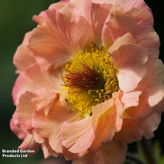 Geum 'Mai Tai'
