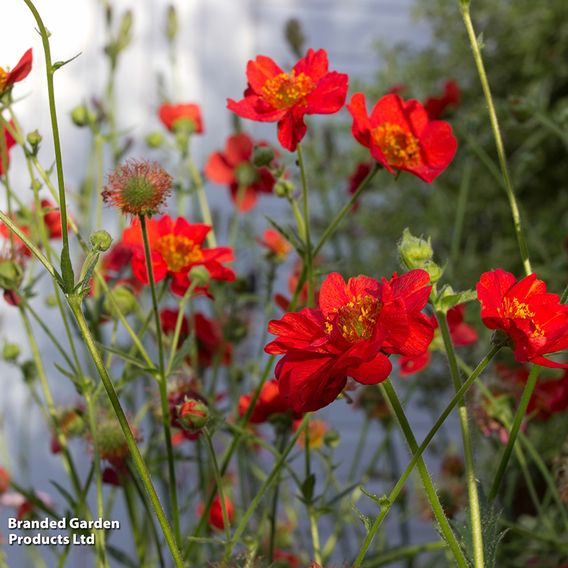 Perfect Perennial Collection
