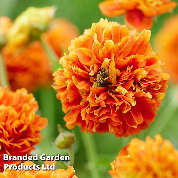 Geum 'Orange Pumpkin'