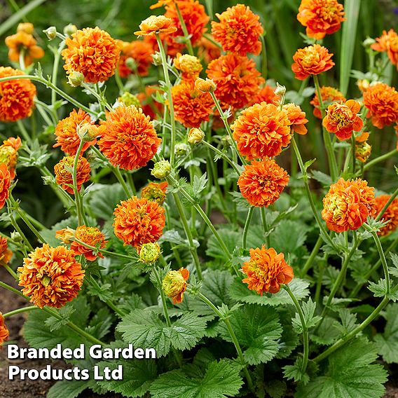 Geum 'Orange Pumpkin'