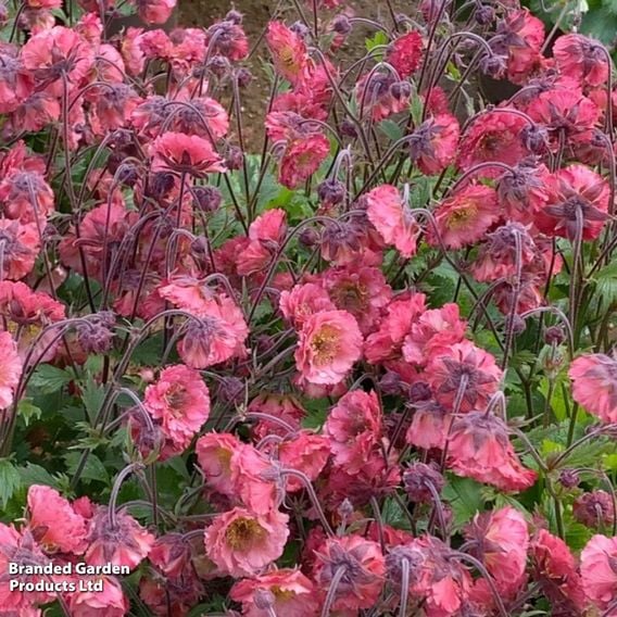 Geum × hybrida 'Pink Petticoats'