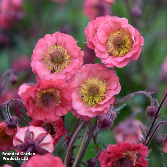 Geum × hybrida 'Pink Petticoats'