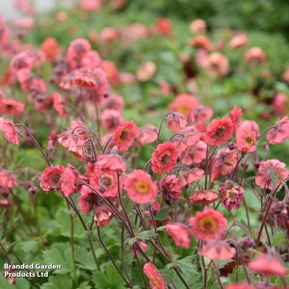 Geum × hybrida 'Pink Petticoats'