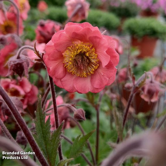 Geum × hybrida 'Pink Petticoats'