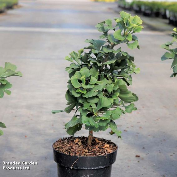 Ginkgo biloba 'Mariken'