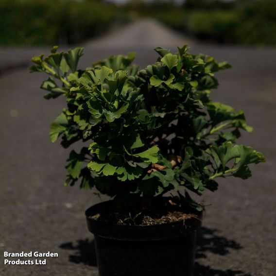 Ginkgo biloba 'Mariken'