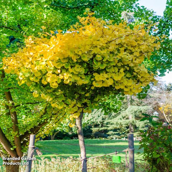 Ginkgo biloba 'Mariken'