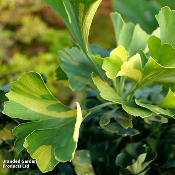 Ginkgo biloba 'Mariken'