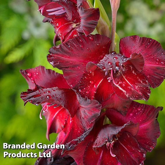 Gladioli 'Black Surprise'