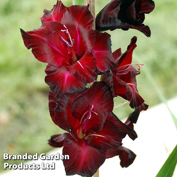 Gladioli 'Black Surprise'