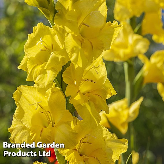 Gladiolus 'Limoncello'