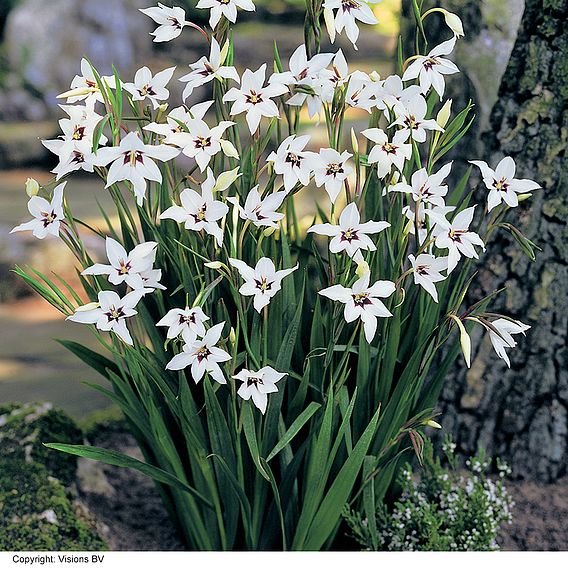 Summer Colour Bulb Collection