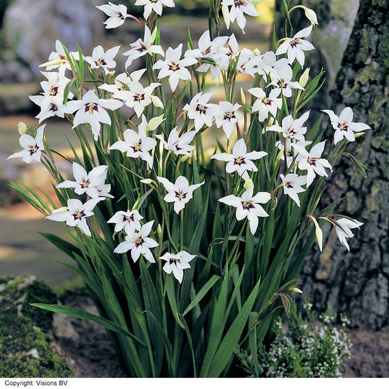 Summer Bulb Special Collection