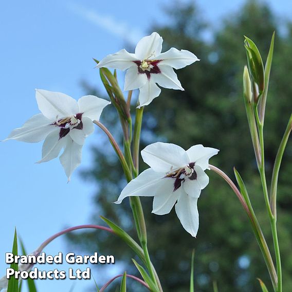 Gladiolus murielae