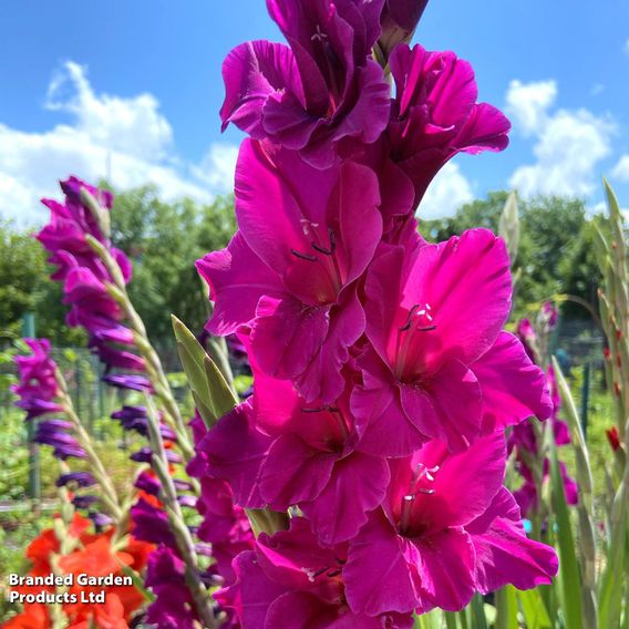 Gladioli 'Mystic Magenta'
