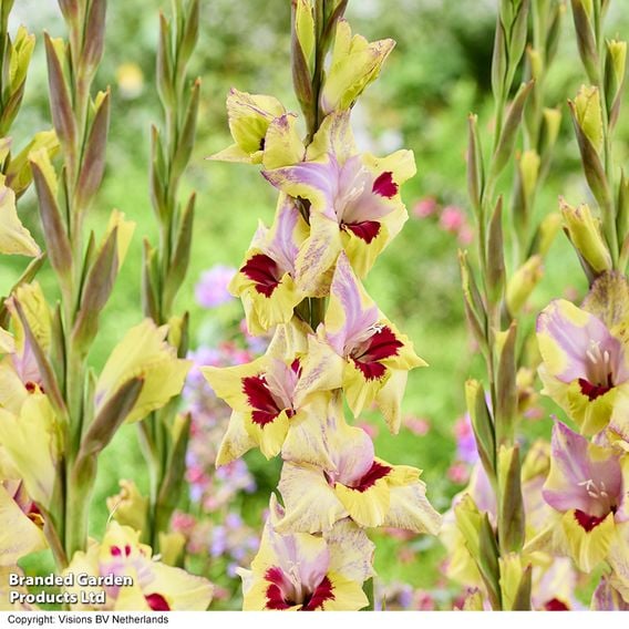 Gladioli 'Oracle'
