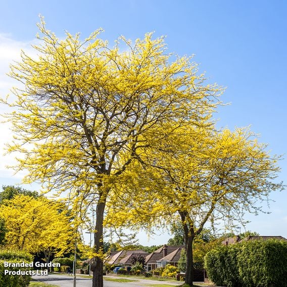 Gleditsia triacanthos 'Sunburst' (Mature Tree)
