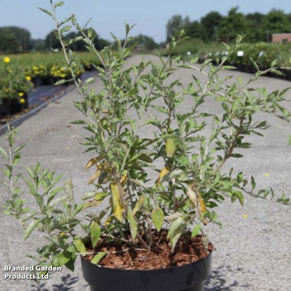 Goji Berry 'Big Lifeberry'