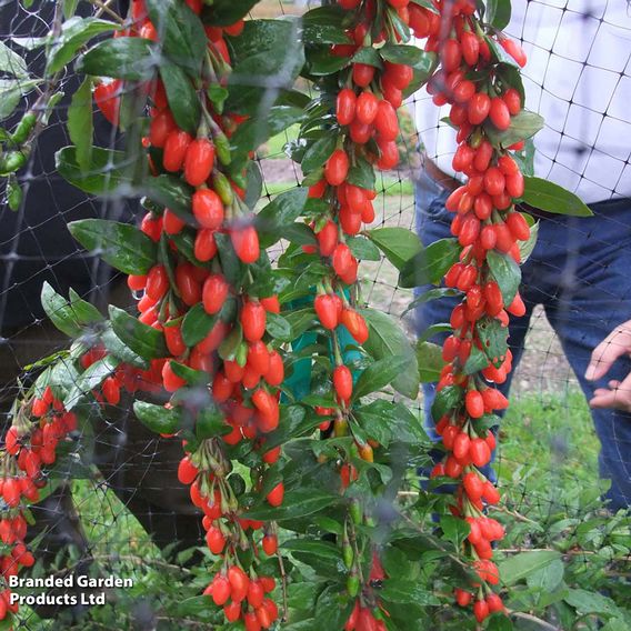 Goji Berry 'Big Lifeberry'