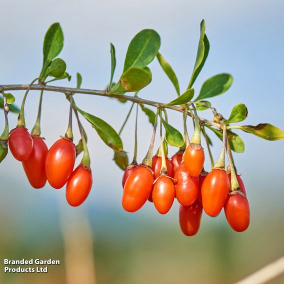 Goji Berry 'Big Lifeberry'