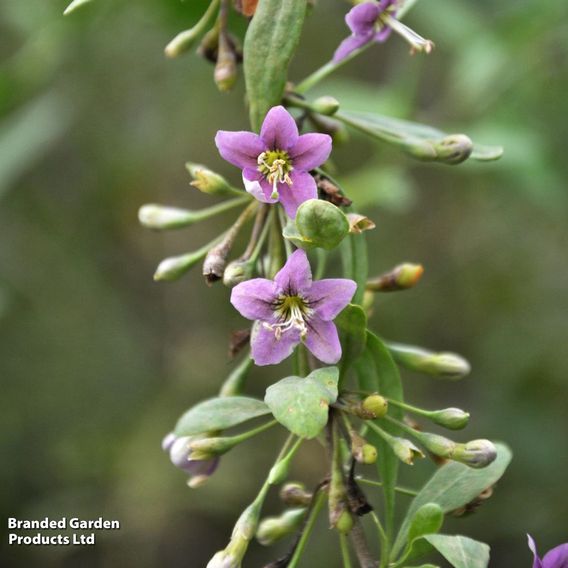 Goji Berry 'Big Lifeberry'