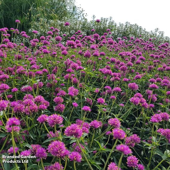 Gomphrena 'Truffula Pink'