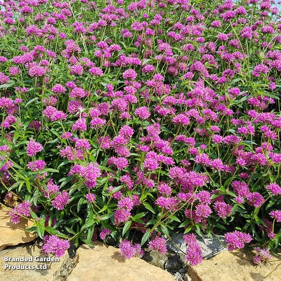 Gomphrena 'Truffula Pink'