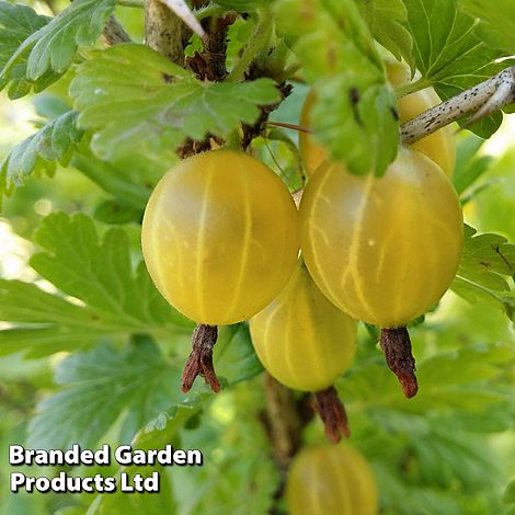 Gooseberry 'Hinnonmaki Yellow'