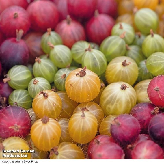 Gooseberry Growers Choice
