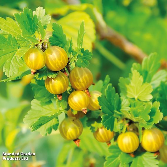 Gooseberry 'Giggles Gold'