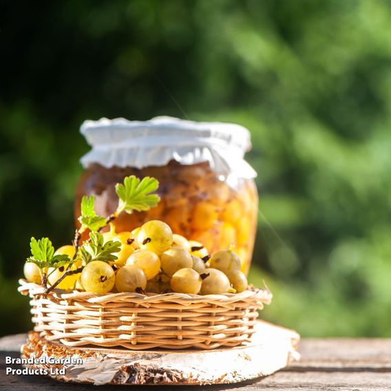 Gooseberry 'Giggles Gold'