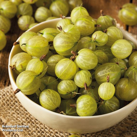 Gooseberry 'Giggles Green'
