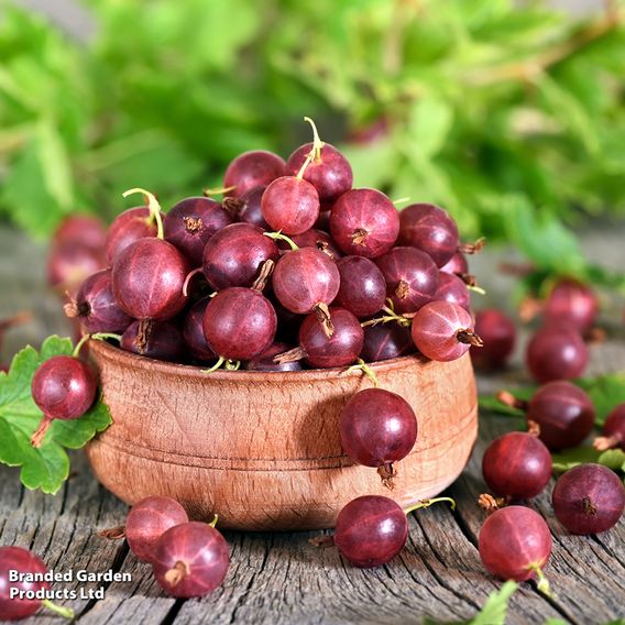 Gooseberry 'Giggles Red'