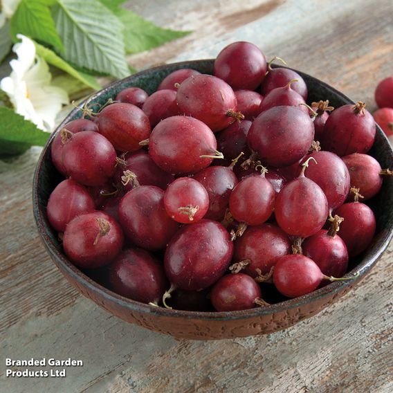 Gooseberry 'Giggles Red'