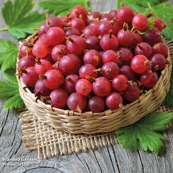 Gooseberry 'Giggles Red'