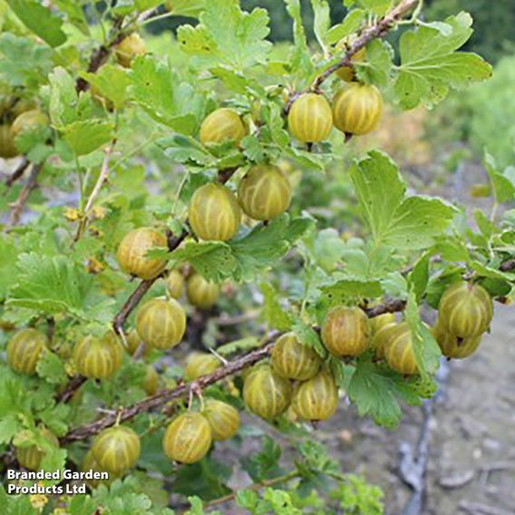 Gooseberry 'Giggles Gold'