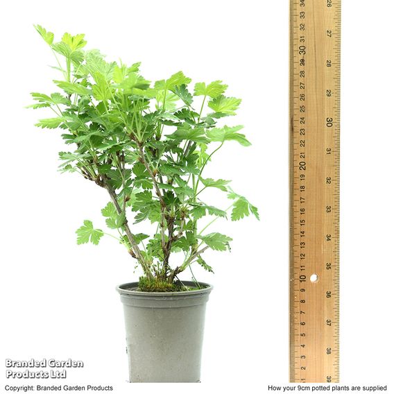 Gooseberry 'Giggles Gold'