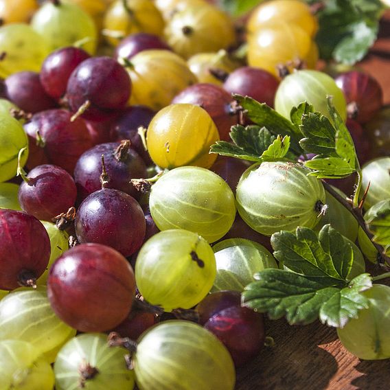 Gooseberry 'Hinnonmaki Red'