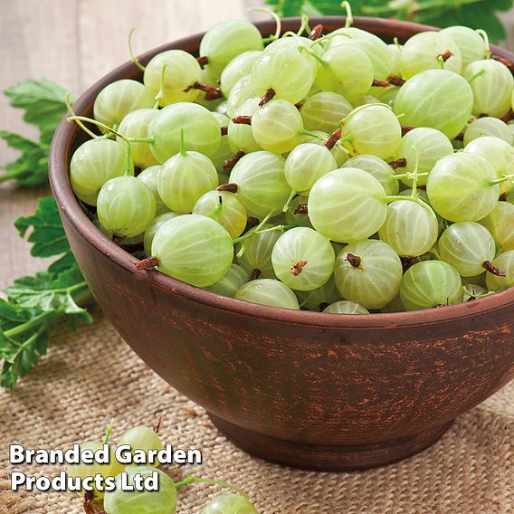 Gooseberry 'Invicta'