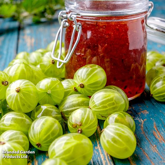 Gooseberry Growers Choice