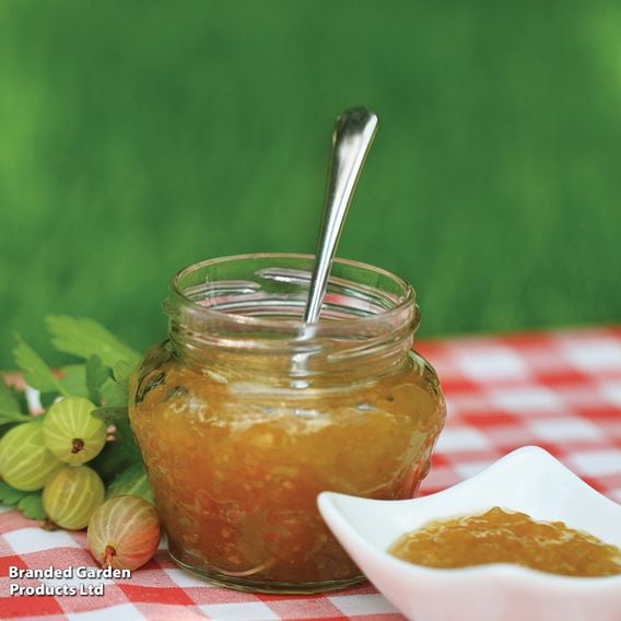 Gooseberry Growers Choice