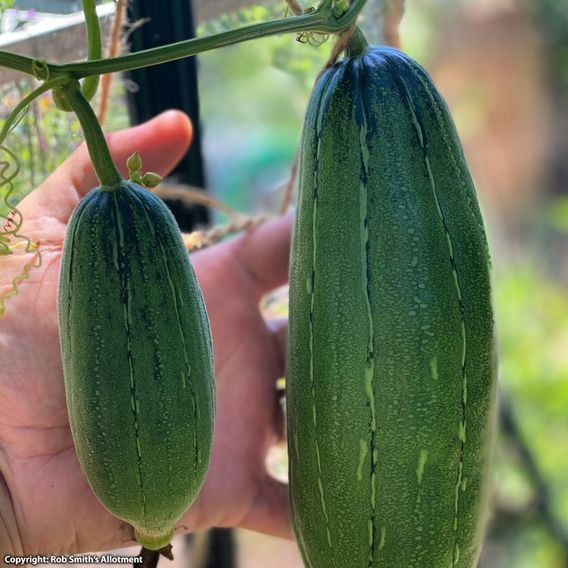 Luffa - Seeds