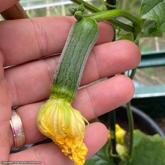 Luffa - Seeds